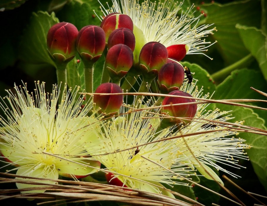 Экзотические растения Бразилии