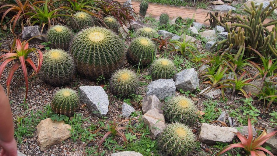 Бразилия природа растения