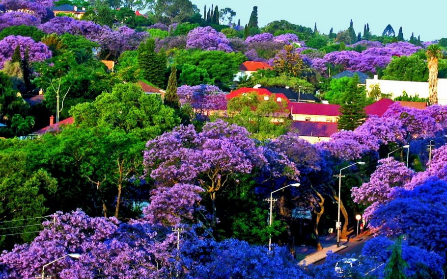 Жираканда фиалковое дерево