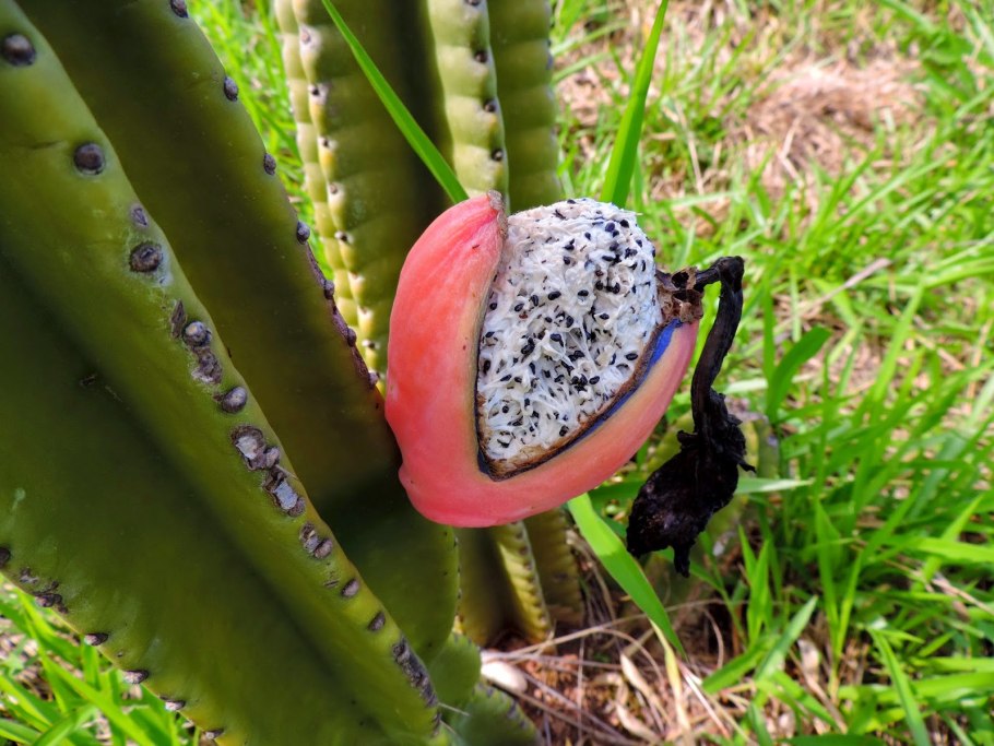 Картинки Мандакару