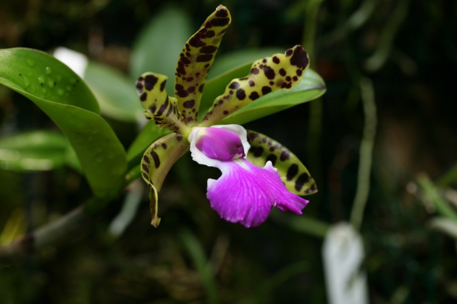 Цветы Бразилии