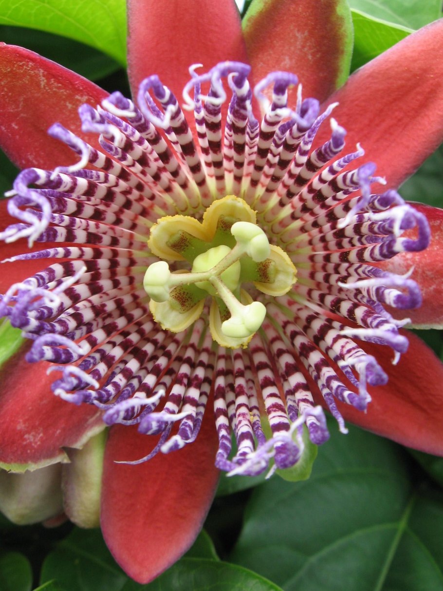 Экзотические растения Бразилии