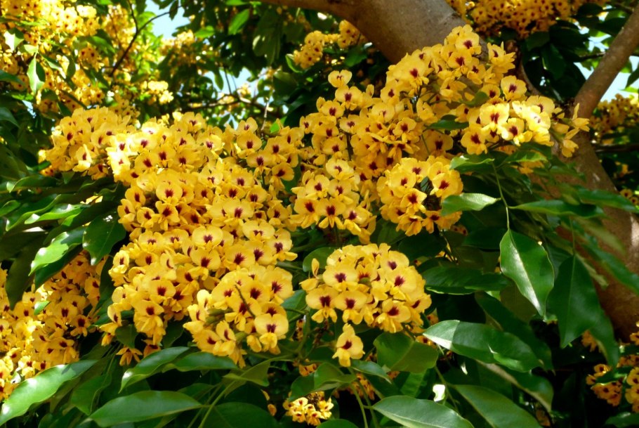 Бразил дерево