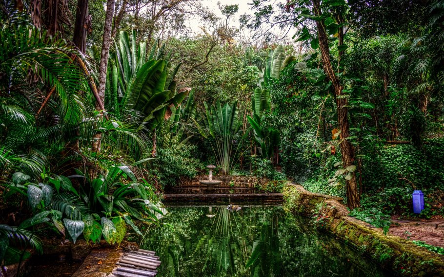 Тропические леса Бразилии