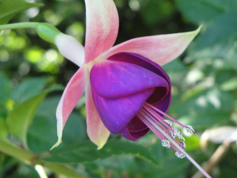 Аргентинские цветы