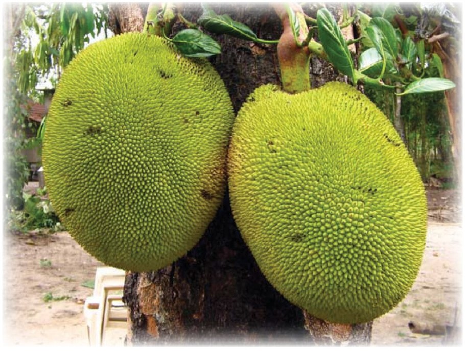 Бутаритари хлебное дерево