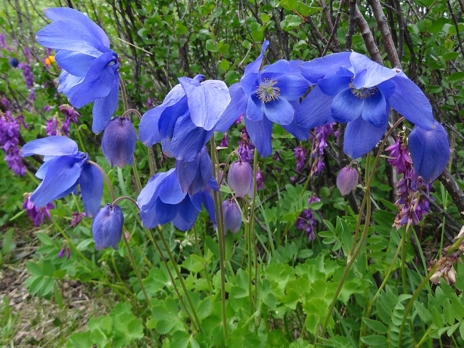 Аквилегия Сибирская