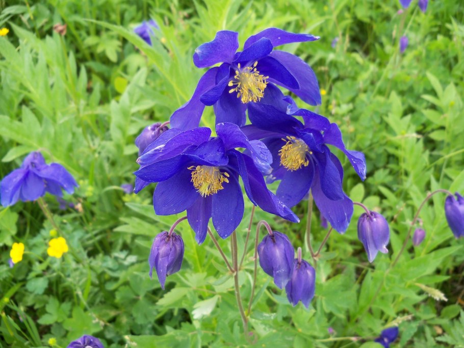 Аквилегия железистая — Aquilegia glandulosa