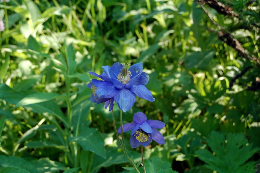 Дикий водосбор Алтая