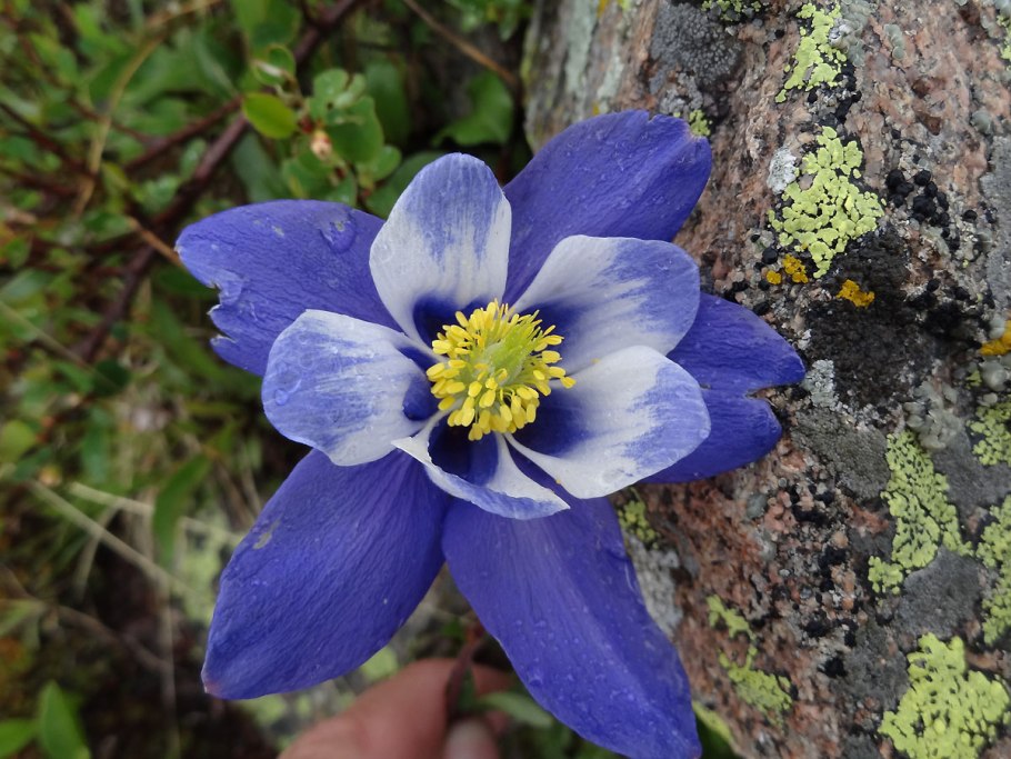Aquilegia glandulosa - водосбо́р железистый