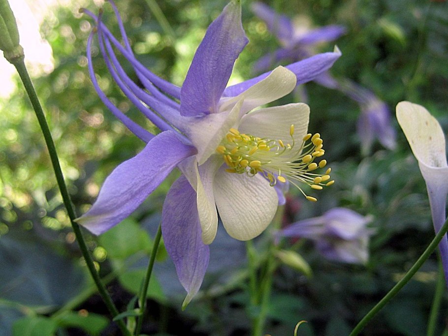 Aquilegia canadensis (Canadian Columbine)