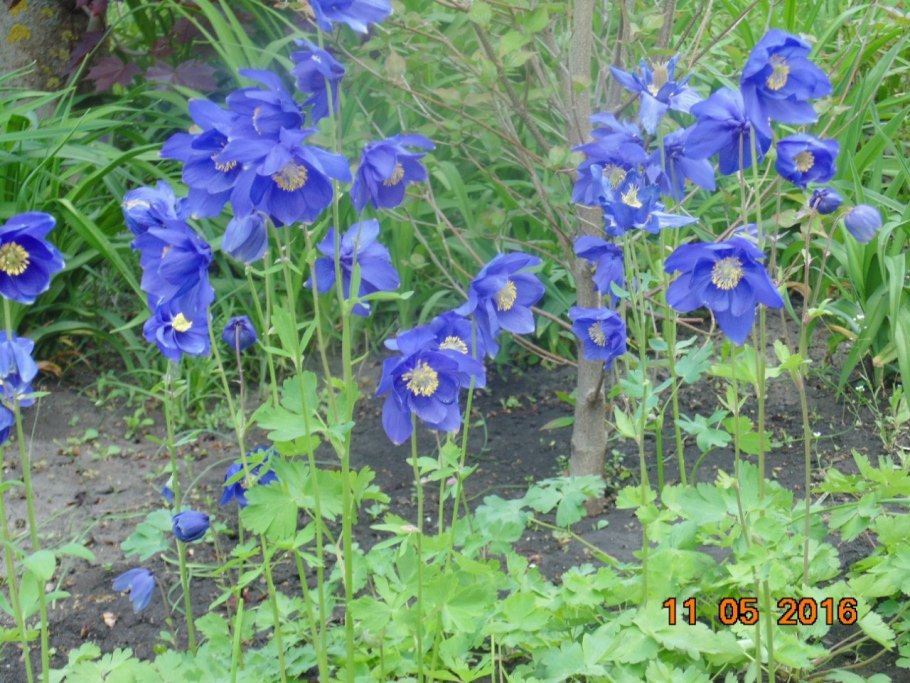 Aquilegia glandulosa