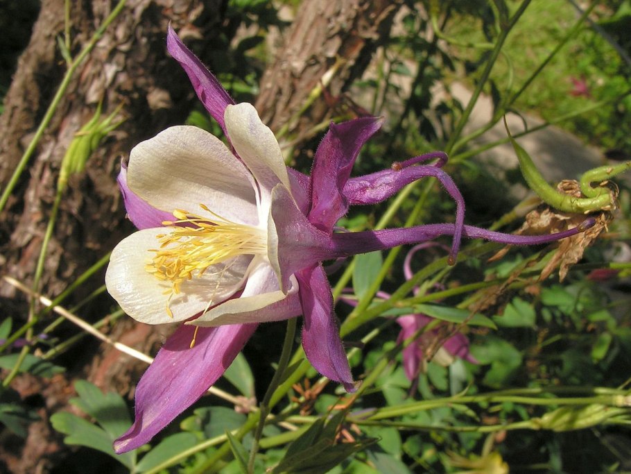 Аквилегия золотистоцветковая