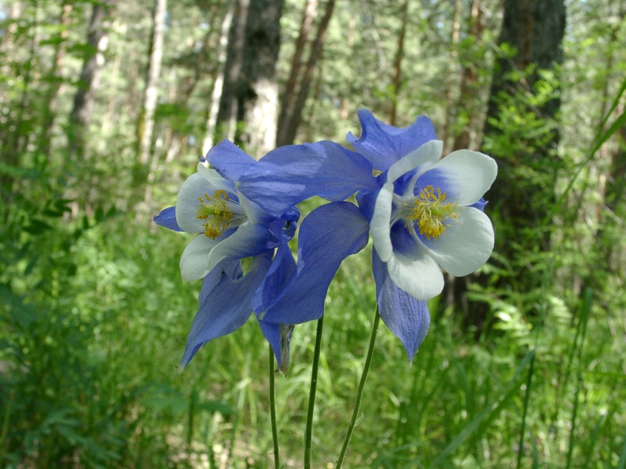 Аквилегия Сибирская