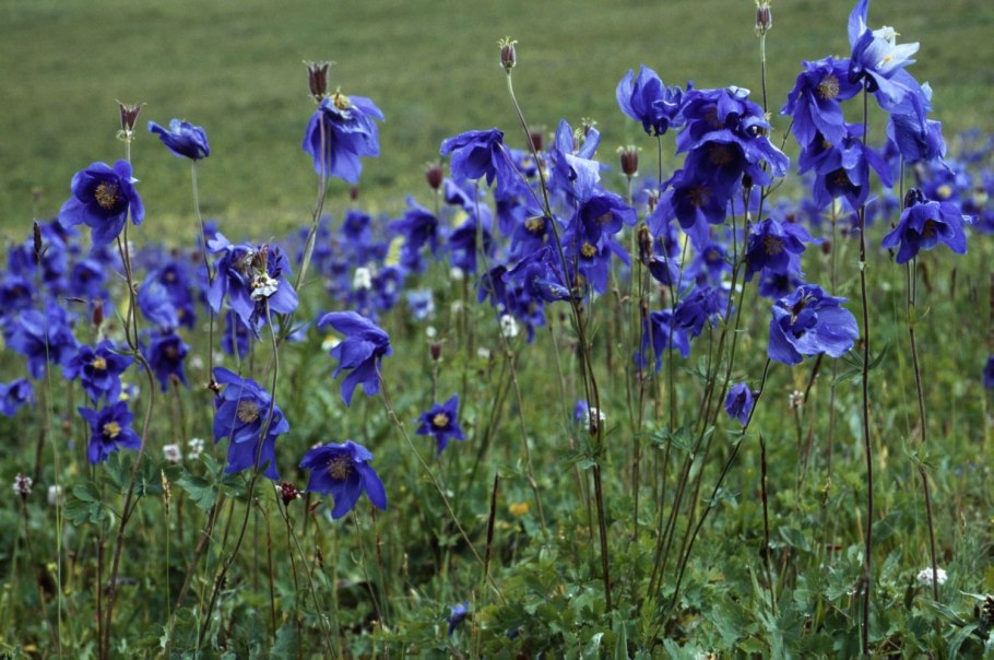 Водосбор железистый описание