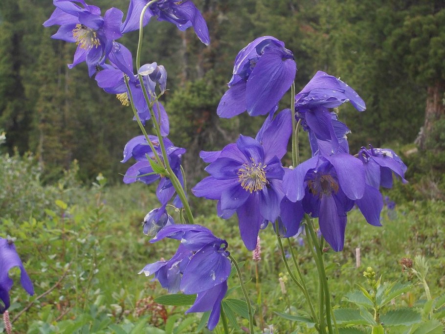 Aquilegia glandulosa - водосбо́р железистый
