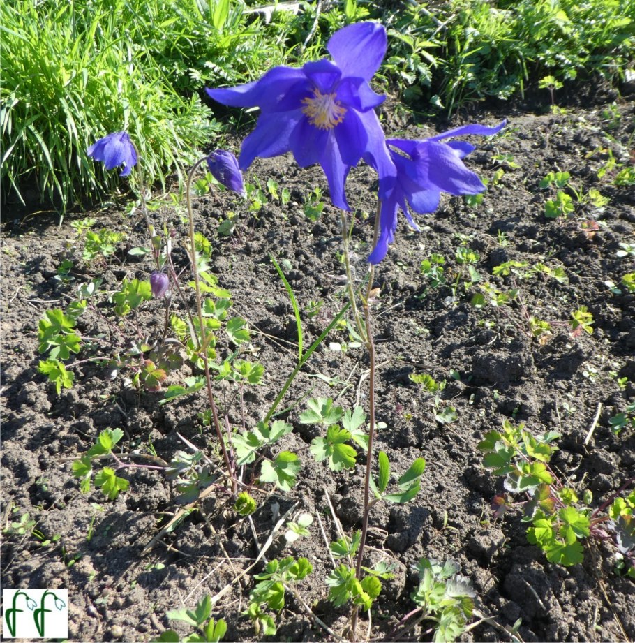 Аквилегия Алтайский гигант