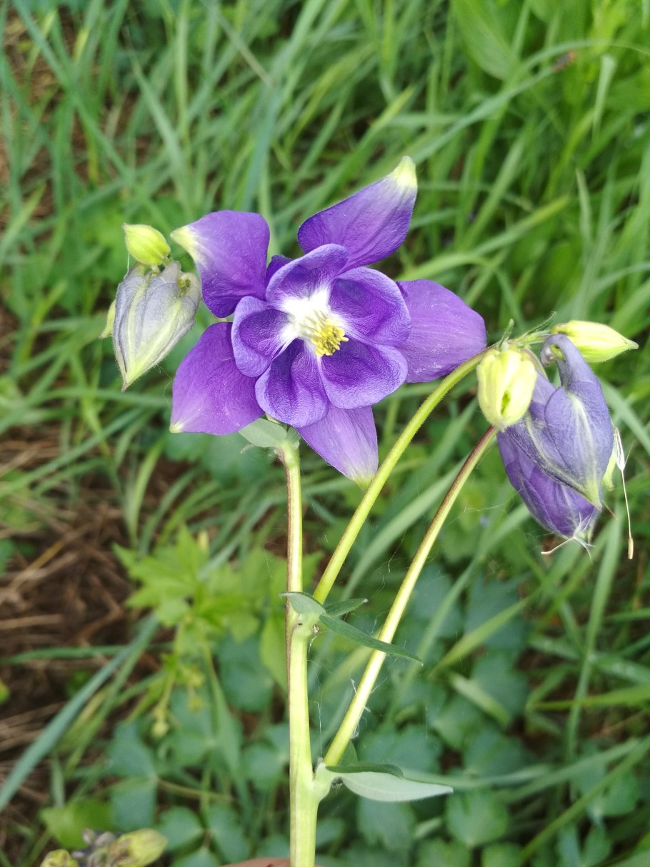 Цветы колокольчики Аквилегия