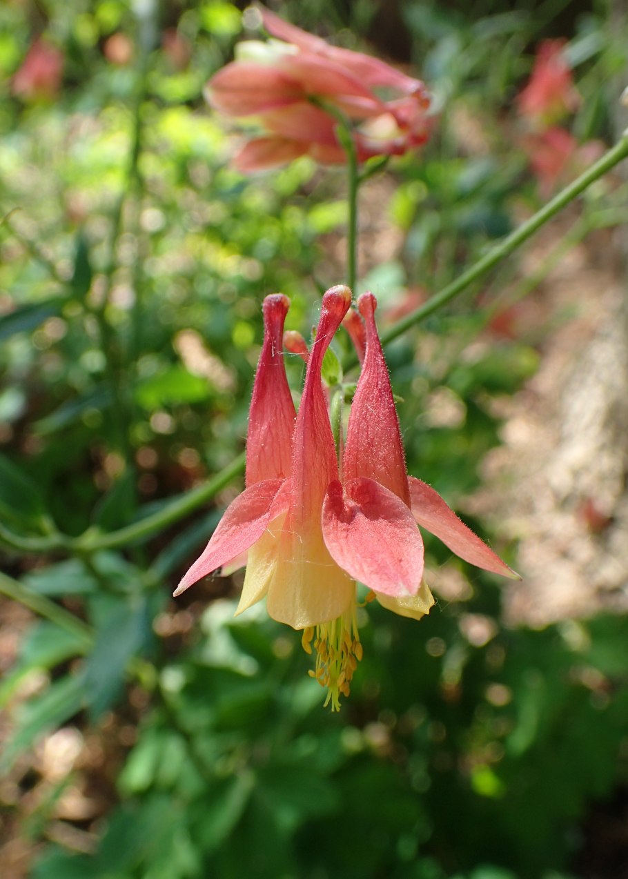 Аквилегия вееровидная