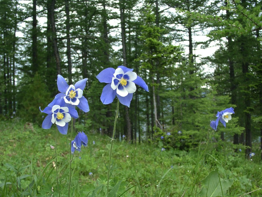 Горизонтальный водосбор