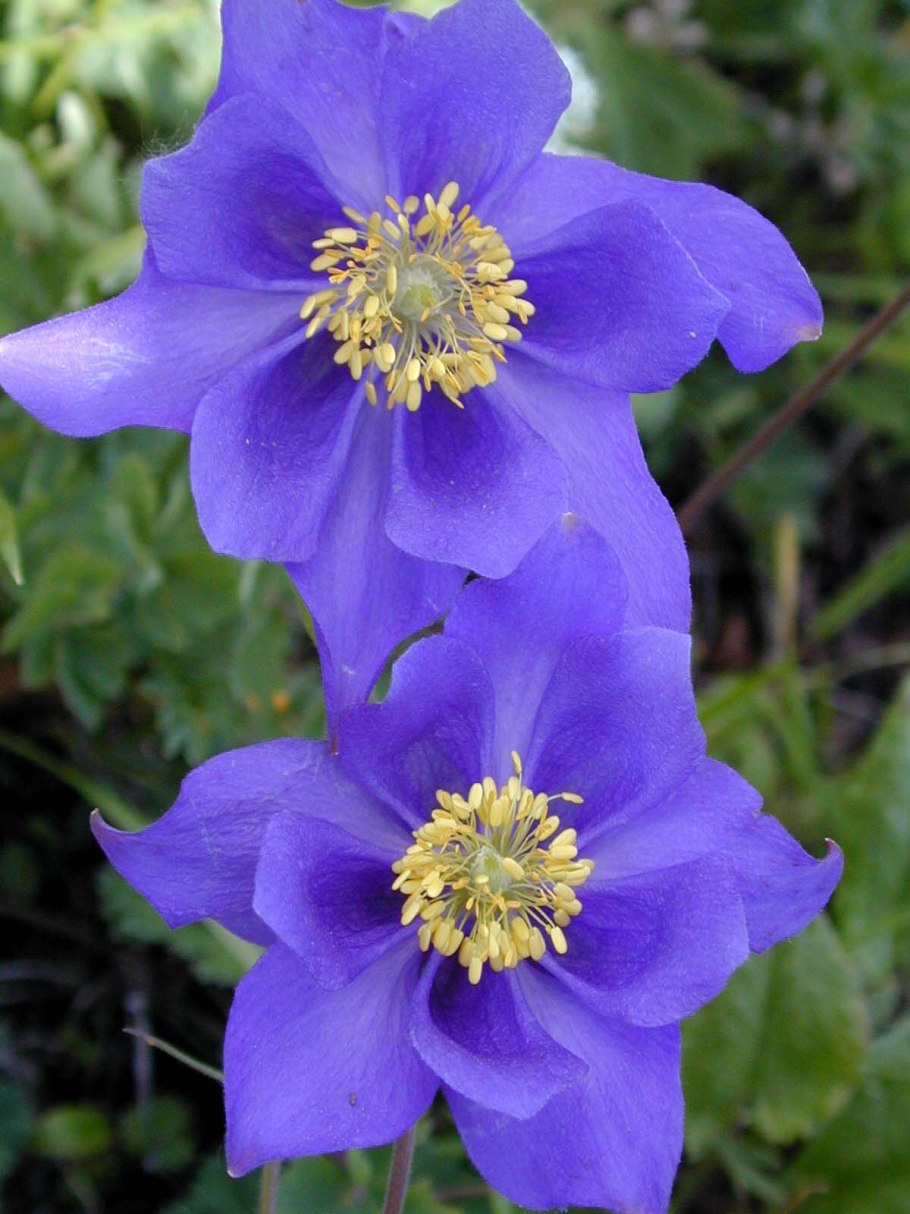 Aquilegia glandulosa