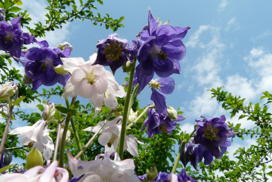 Аквилегия водосбор Орлик