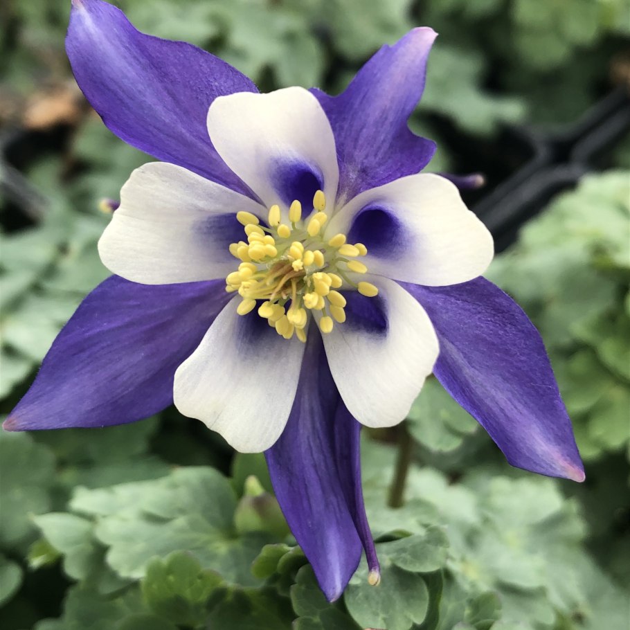 Aquilegia flavescens