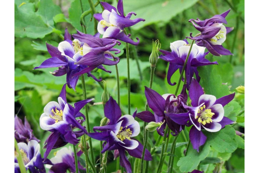 Аквилегия гибридная