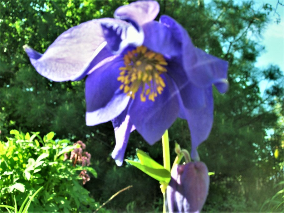 Аквилегия железистая купить