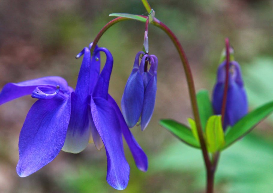 Водосбор сибирский