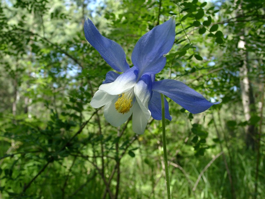 Цветы Алтая Аквилегия