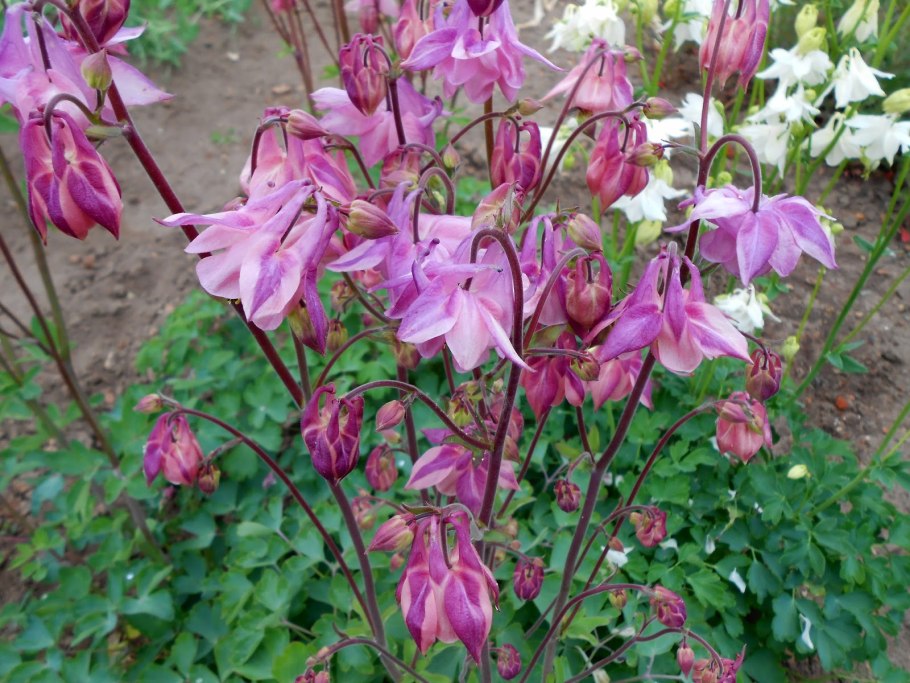 Аквилегия водосбор