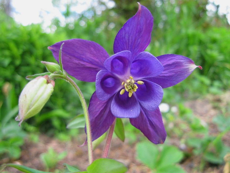 Аквилегия Aquilegia Alpina