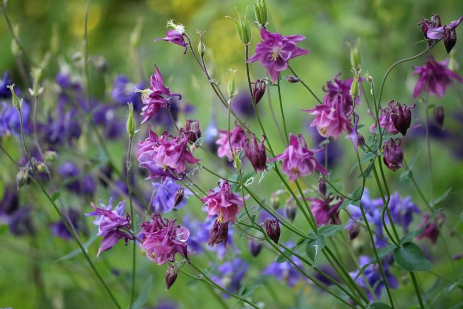 Водосбор Сибирский или Аквилегия
