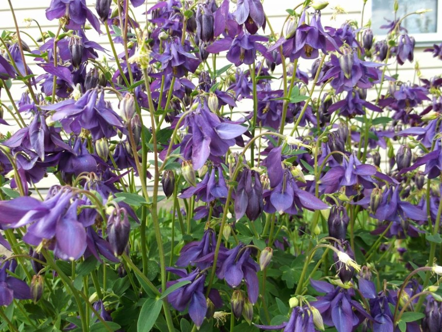 Аквилегия Альпийская