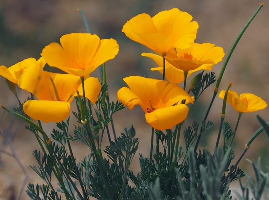 Eschscholzia californica эшшольция Калифорнийская