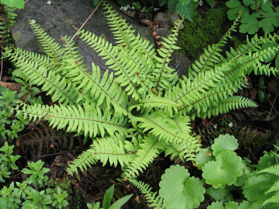 Многорядник шиповатый (aculeatum)
