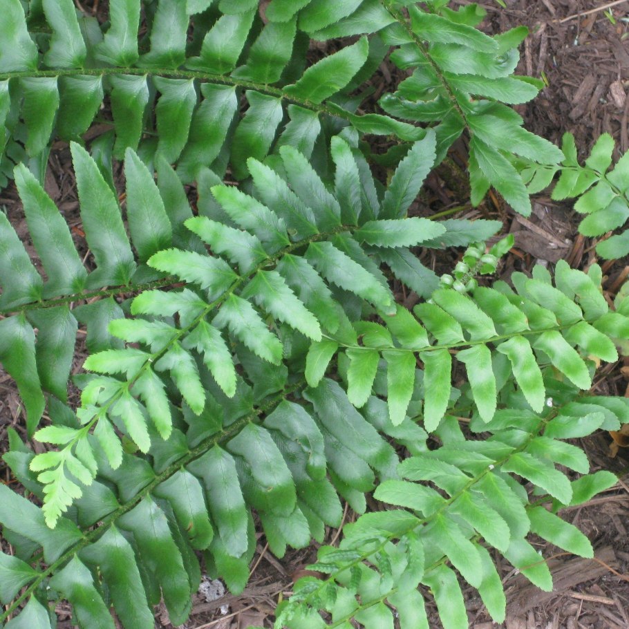 Polystichum yunnanense