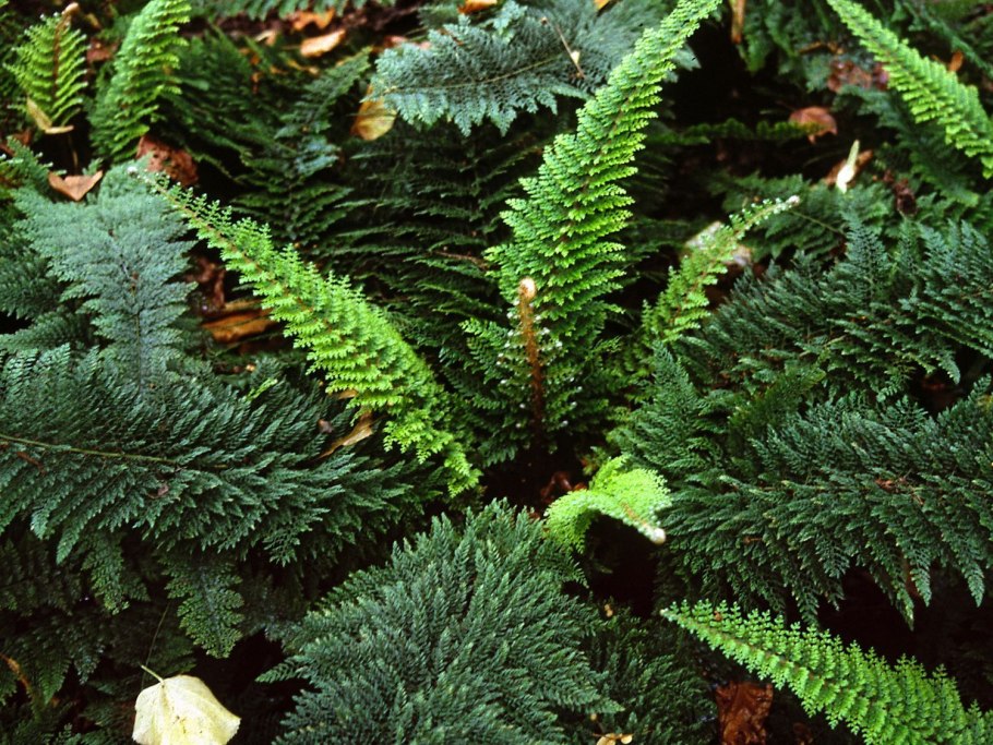 Многорядник щетинковый Plumosum