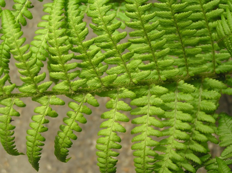 Polystichum aculeatum