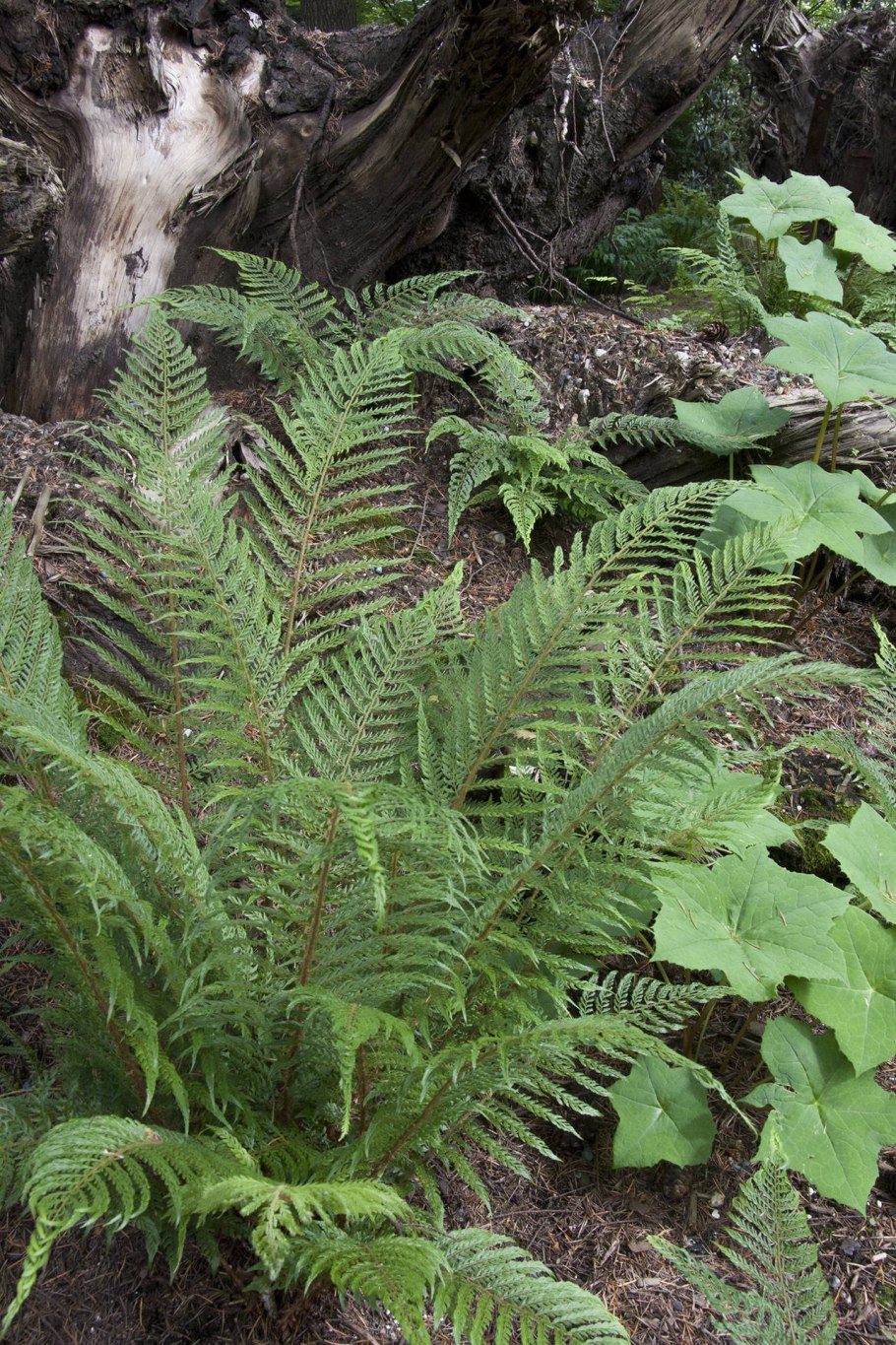 Polystichum setiferum