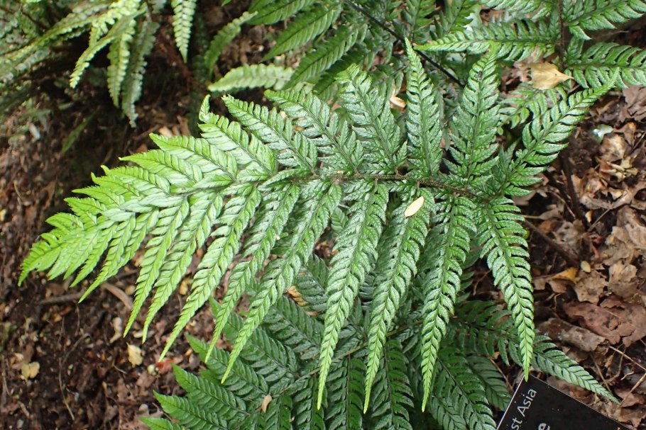 Страусник папоротник struthiopteris