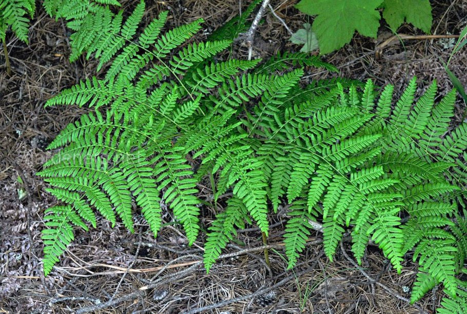 Многорядник Polystichum Акулеатум aculeatum