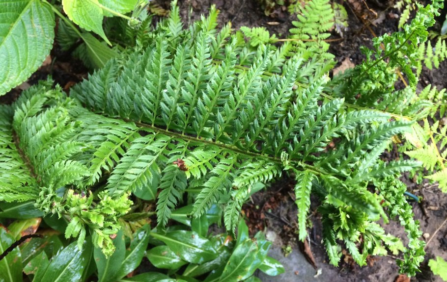 Папоротник Многорядник (Polystichum)