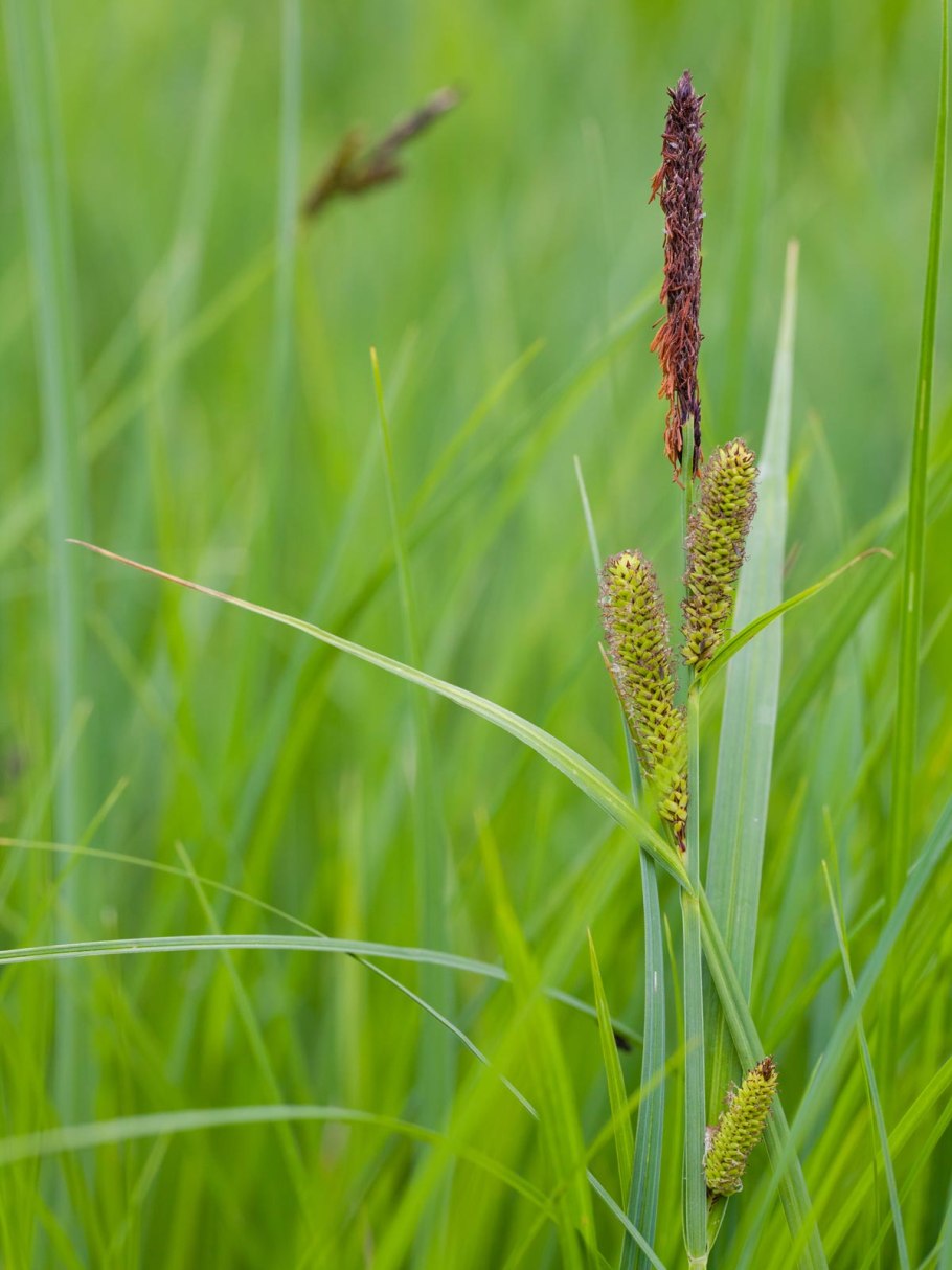 Осока Болотная Carex acutiformis