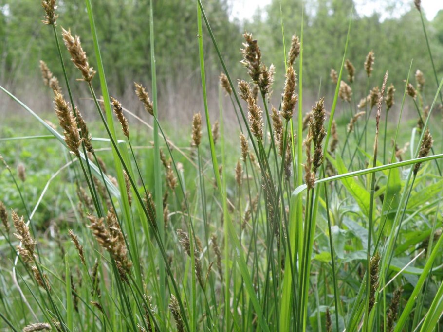 Осока дернистая