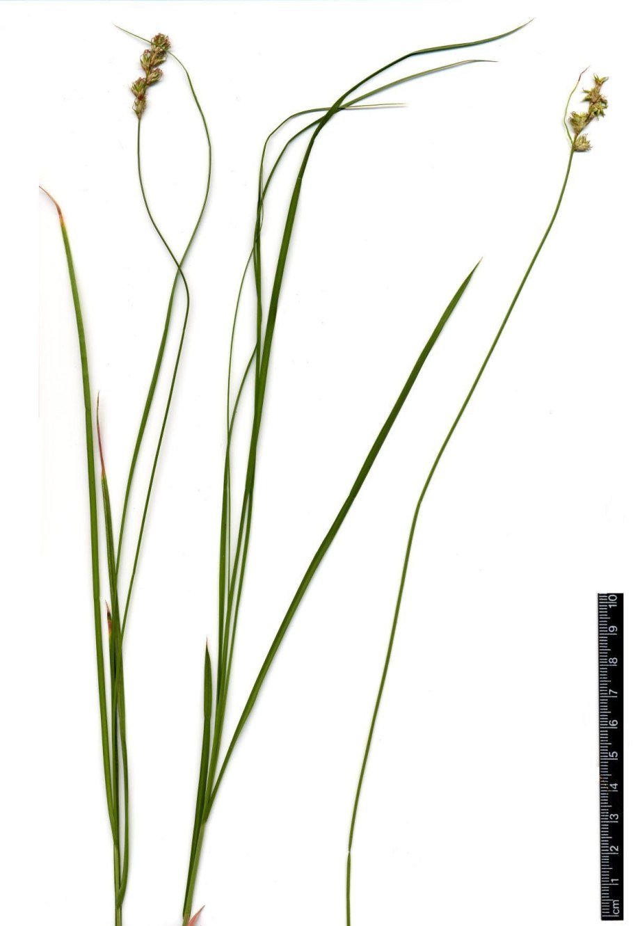 Carex pseudocyperus