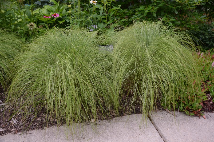 Осока трясунковая - Carex brizoides