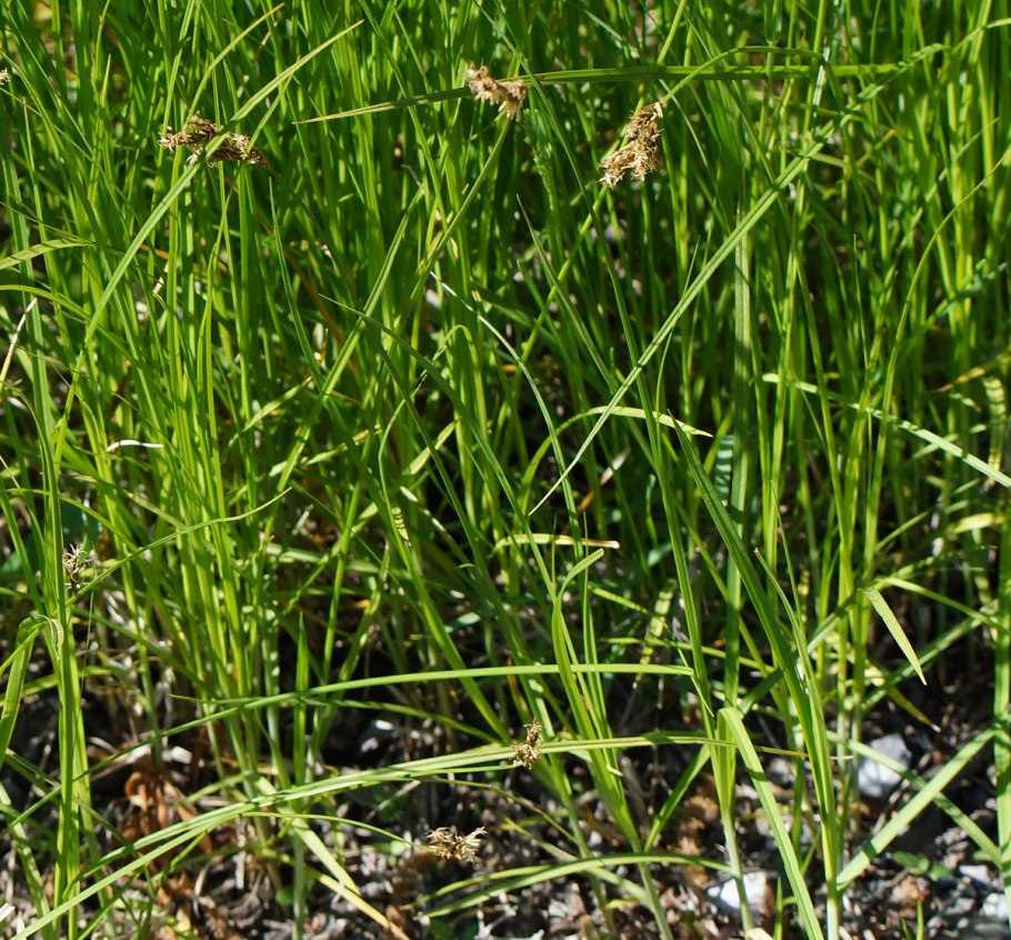 Carex praecox