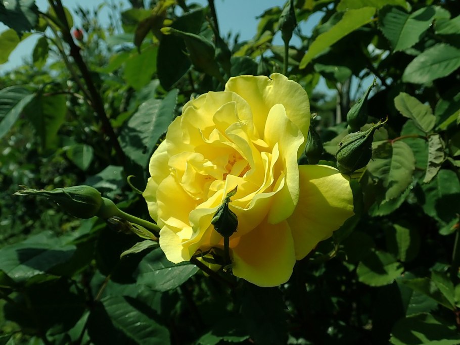 Роза плетистая Голден климбер желтая